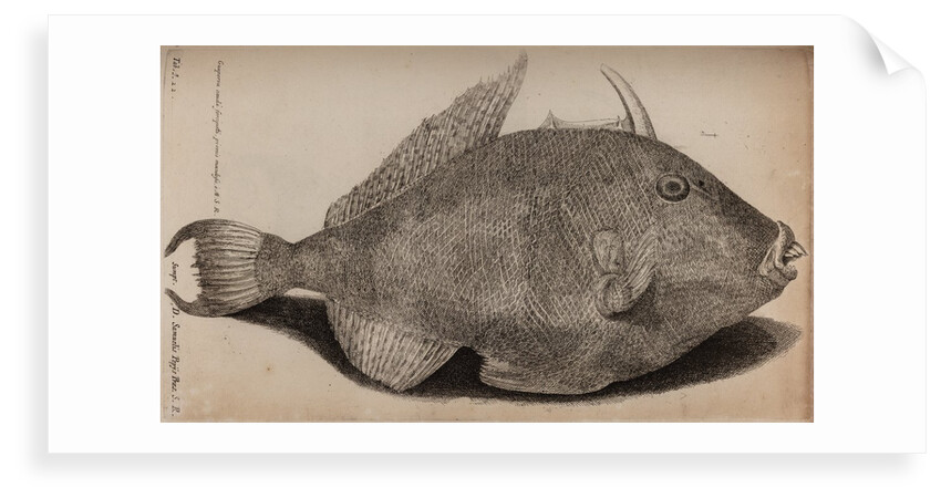 Grey triggerfish by Unknown