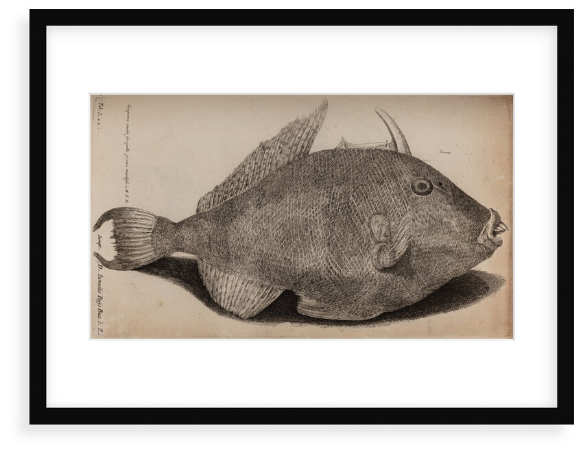 Grey triggerfish by Unknown
