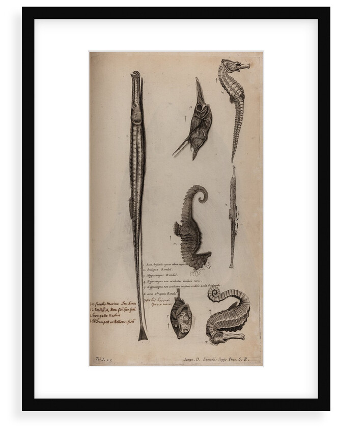 Various fish species by Unknown