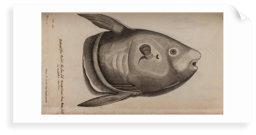 Sunfish by Unknown