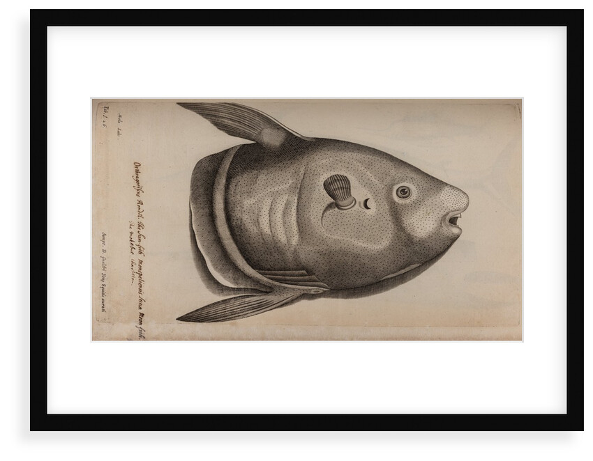 Sunfish by Unknown