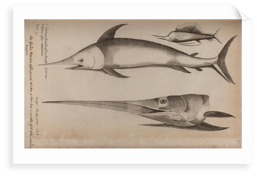 Sailfish and swordfish by Unknown