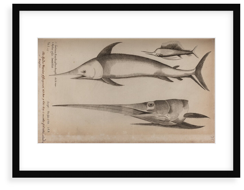 Sailfish and swordfish by Unknown