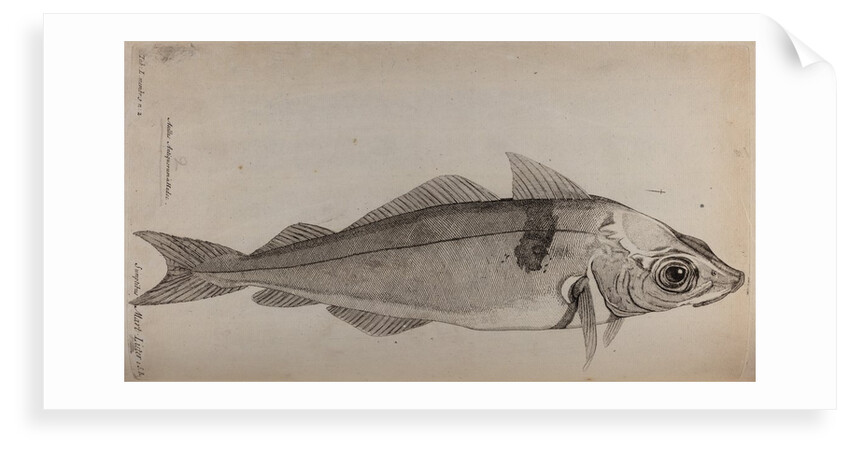 Haddock by Unknown