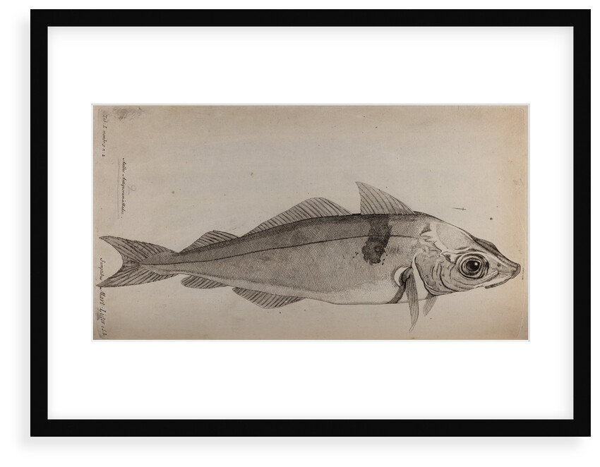 Haddock by Unknown