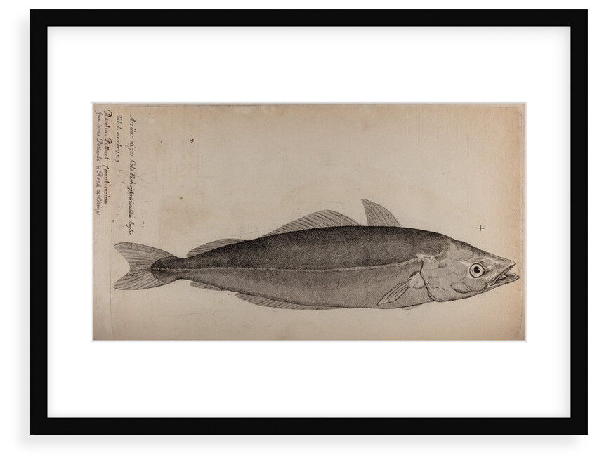 Coalfish by Unknown