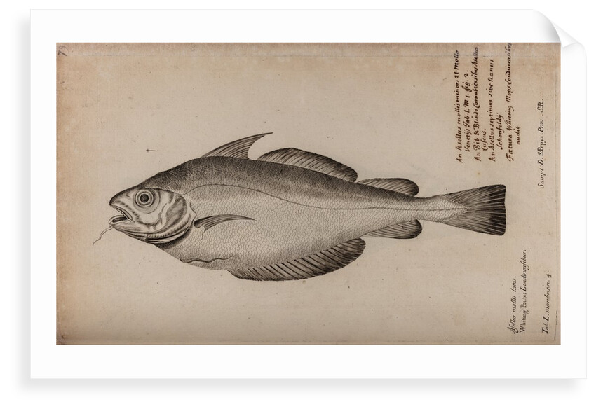 Pout whiting by Unknown
