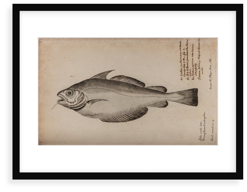 Pout whiting by Unknown