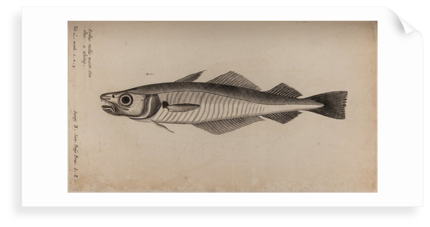 Whiting by Unknown