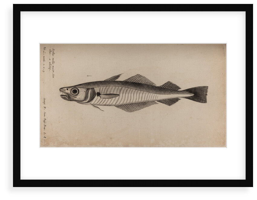 Whiting by Unknown