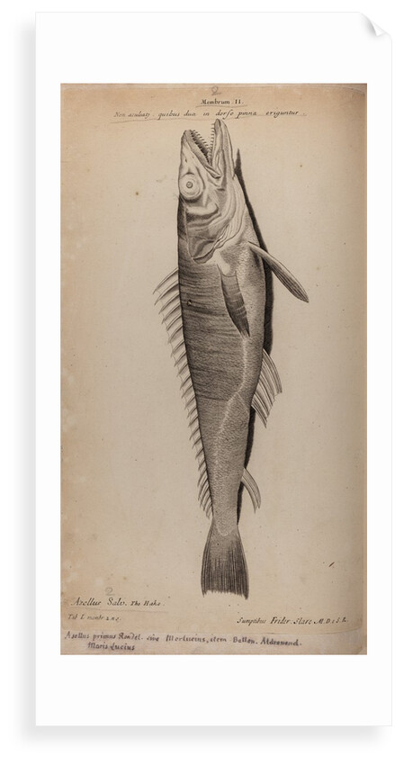 Hake by Unknown