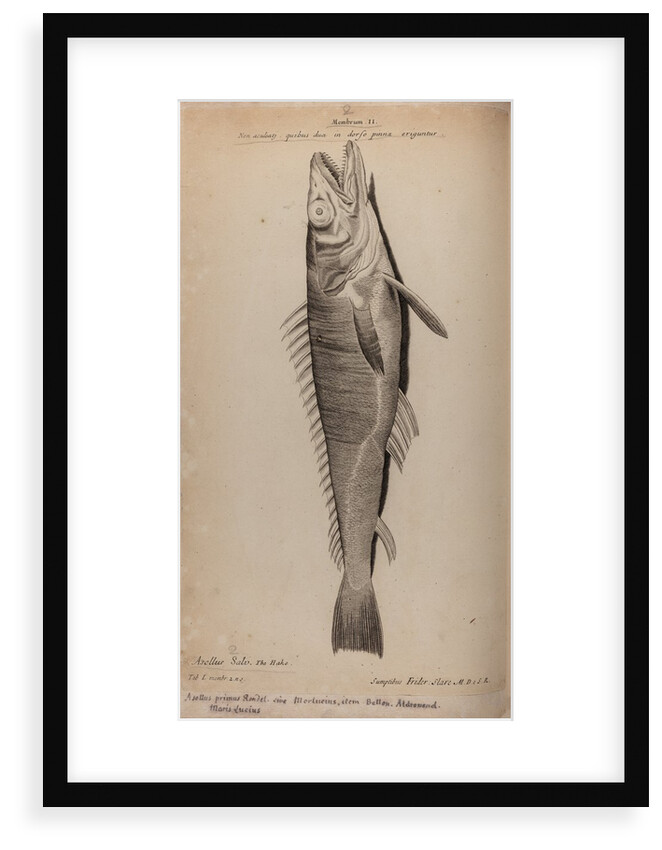 Hake by Unknown