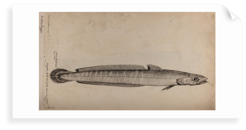 Common ling by Unknown