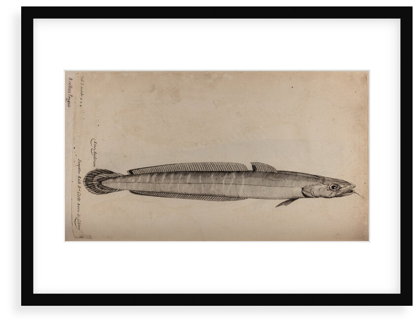 Common ling by Unknown