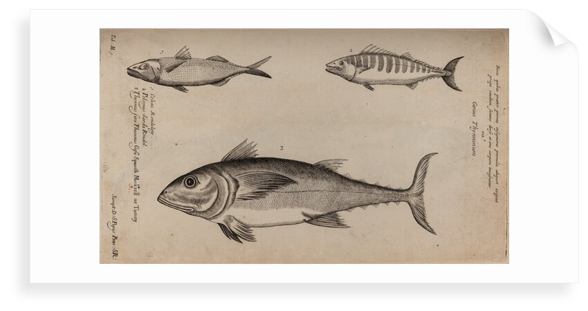 Scombridae by Unknown