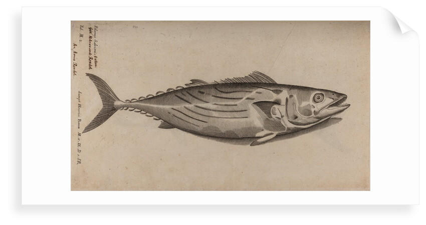 Bowfin by Unknown