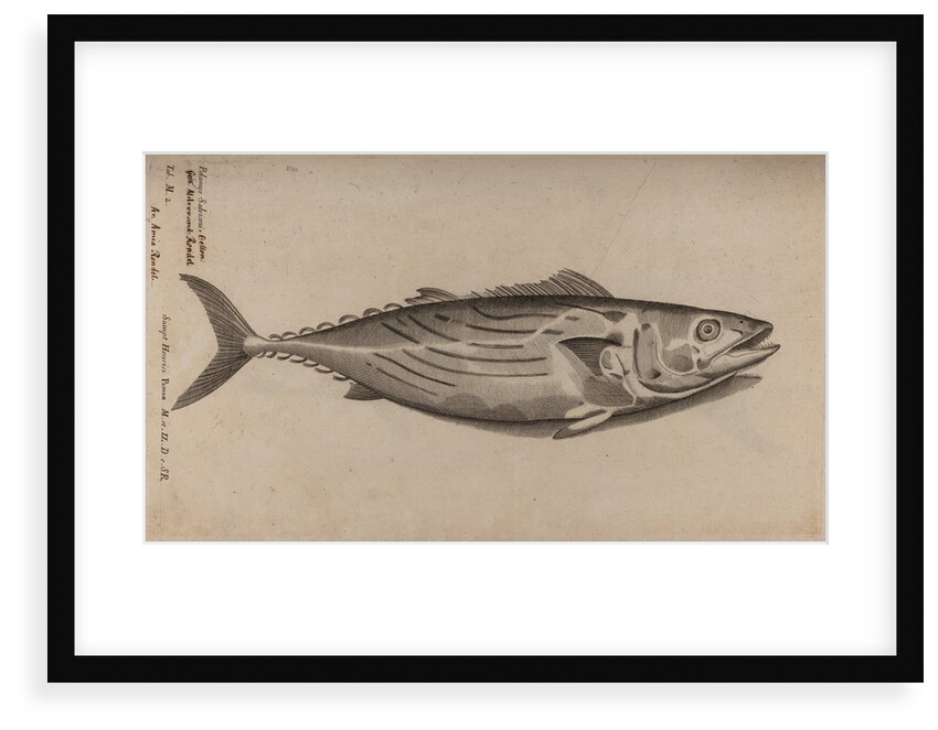 Bowfin by Unknown