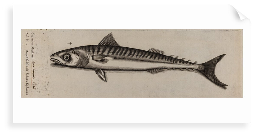 Atlantic horse mackerel by Unknown
