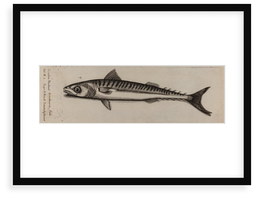 Atlantic horse mackerel by Unknown