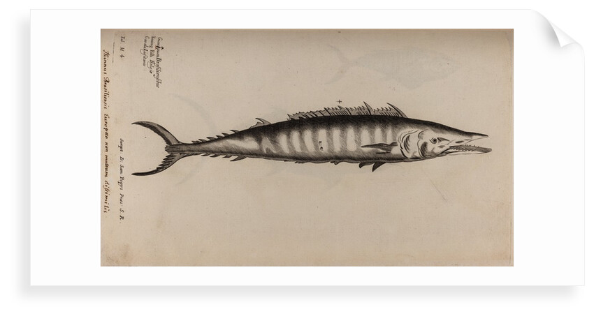 King mackerel by Unknown