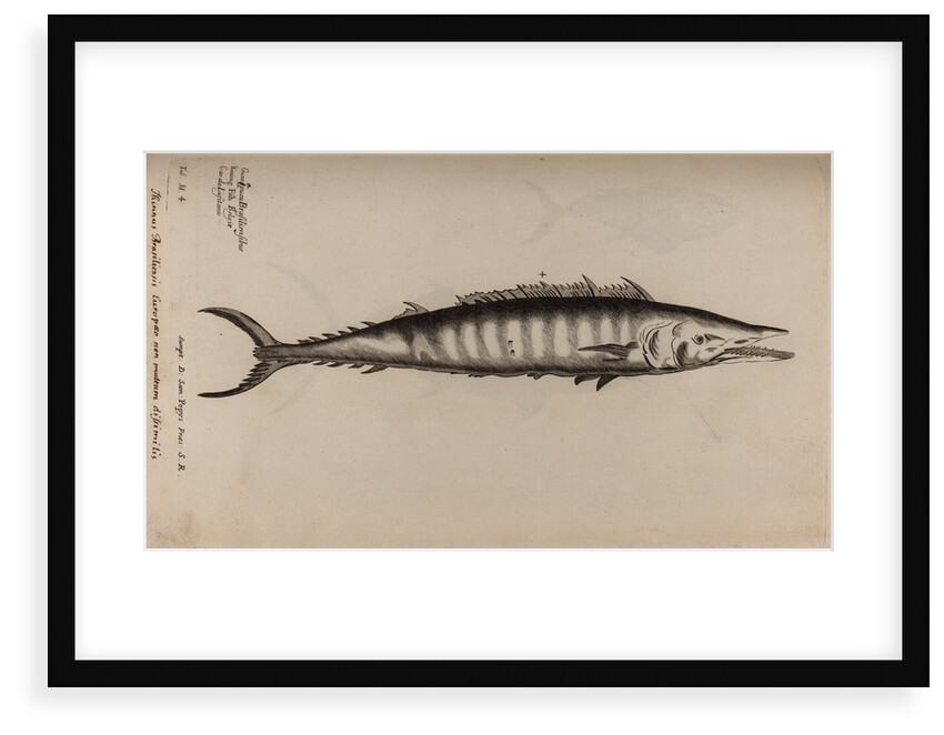 King mackerel by Unknown