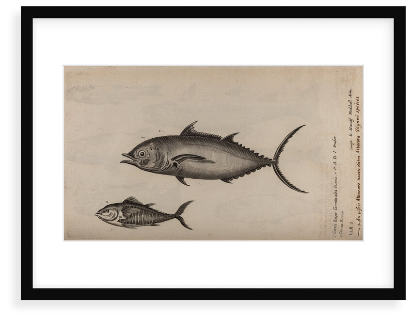 Albacore by Unknown