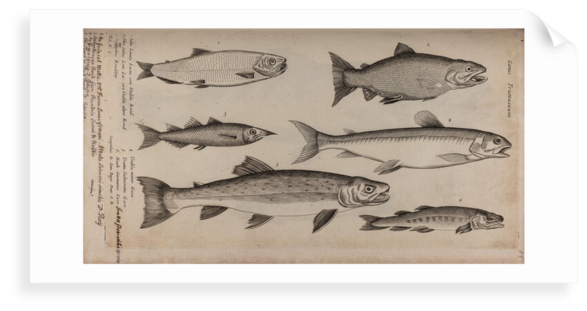 Various fish specimens by Unknown