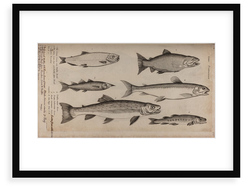 Various fish specimens by Unknown