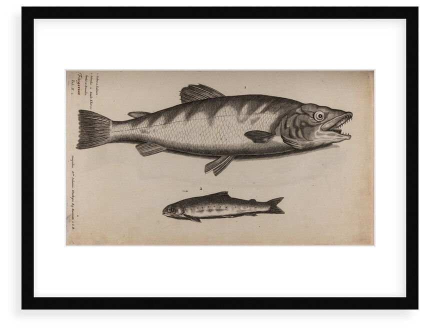 Atlantic salmon by Unknown