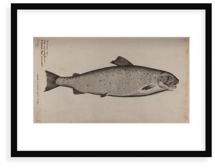 Brown trout by Unknown