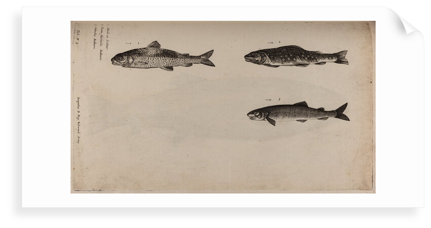 Three fish species by Unknown