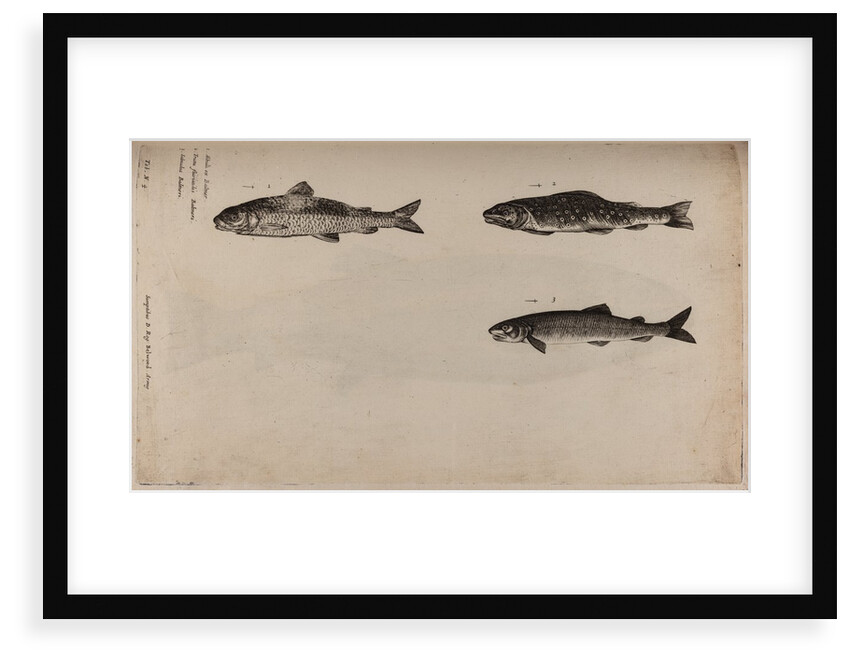 Three fish species by Unknown