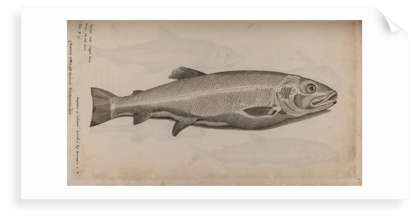 European carp by Unknown