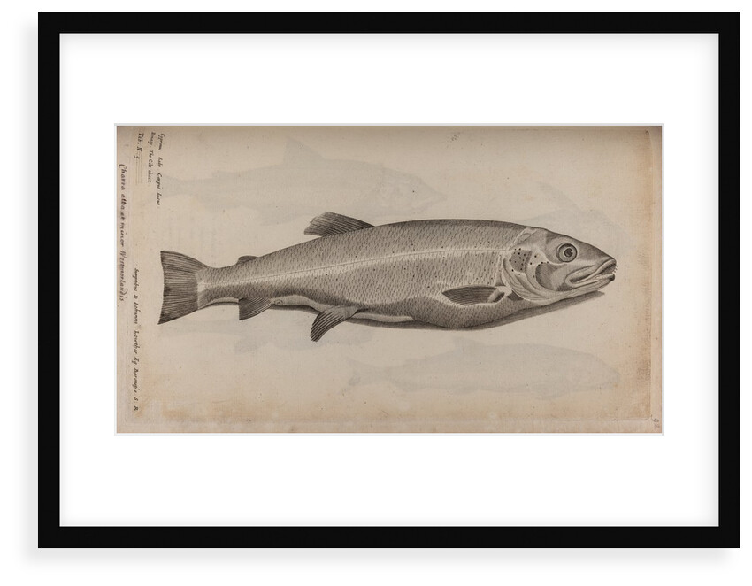 European carp by Unknown