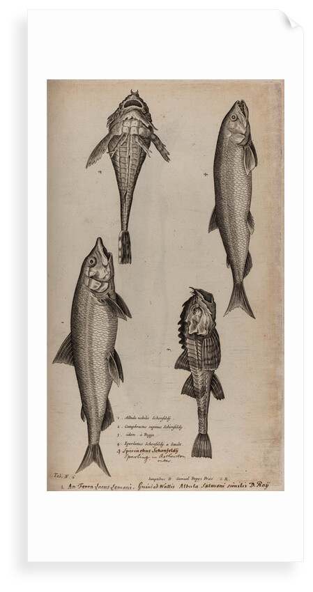 Various fish specimens by Unknown