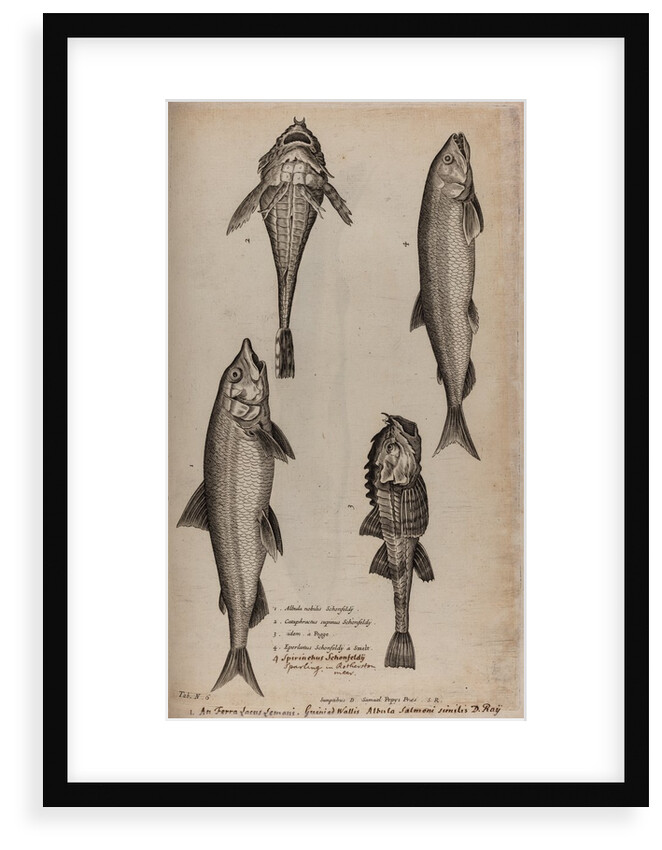 Various fish specimens by Unknown