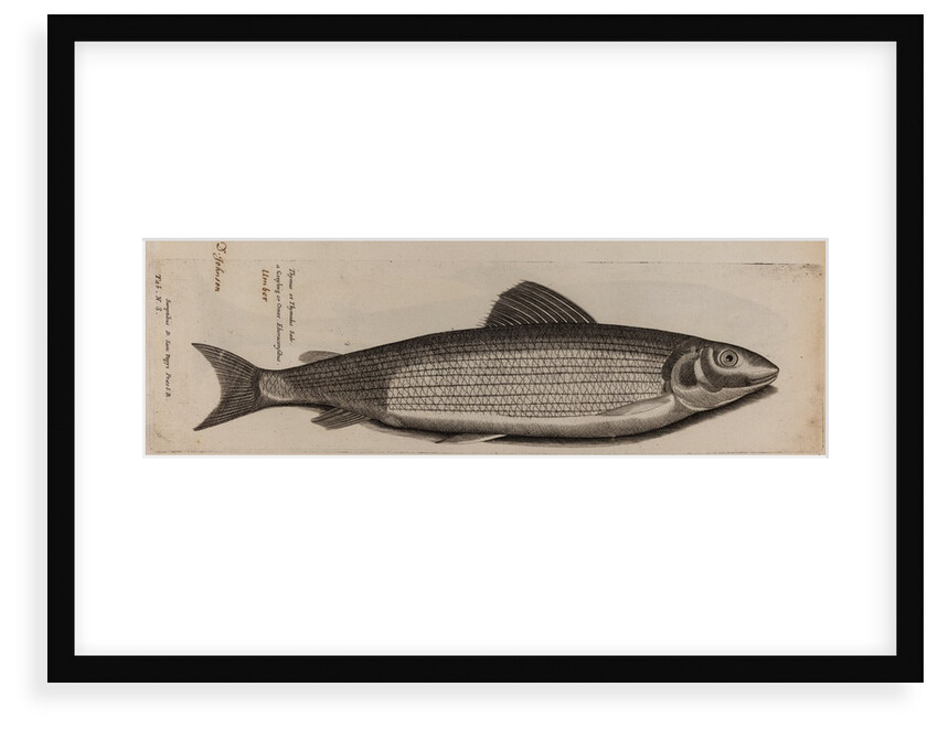 Grayling by Unknown