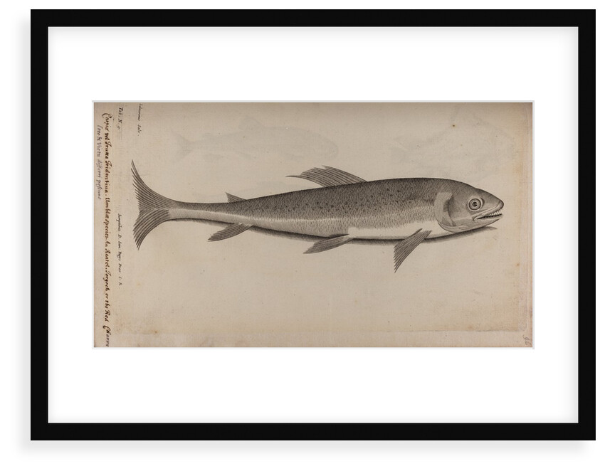 Salmonidae by Unknown
