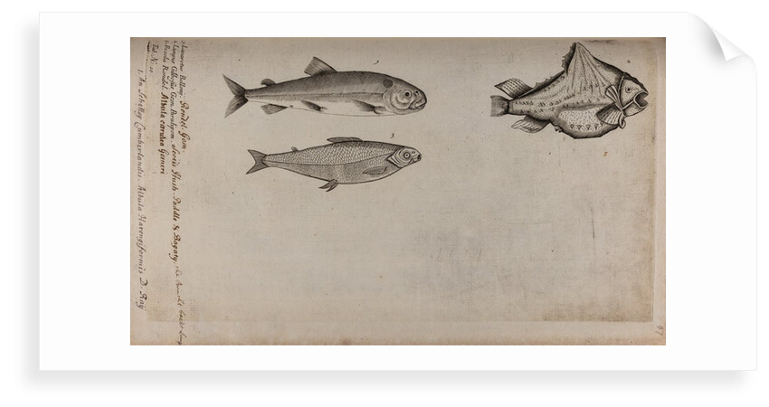 Various fish specimens by Unknown