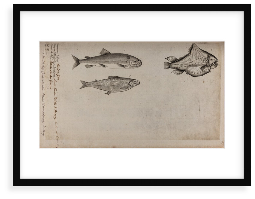 Various fish specimens by Unknown