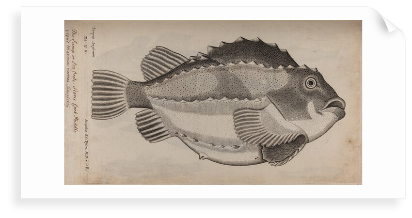 Lumpfish by Unknown