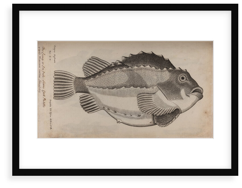 Lumpfish by Unknown