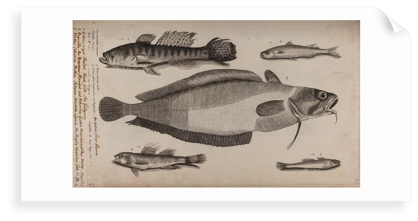 Various fish specimens by Unknown