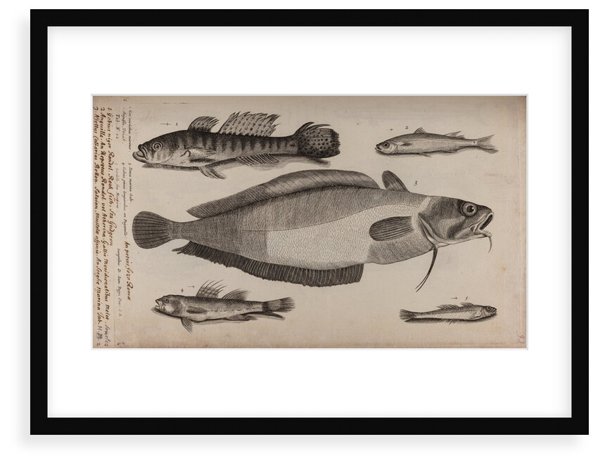 Various fish specimens by Unknown