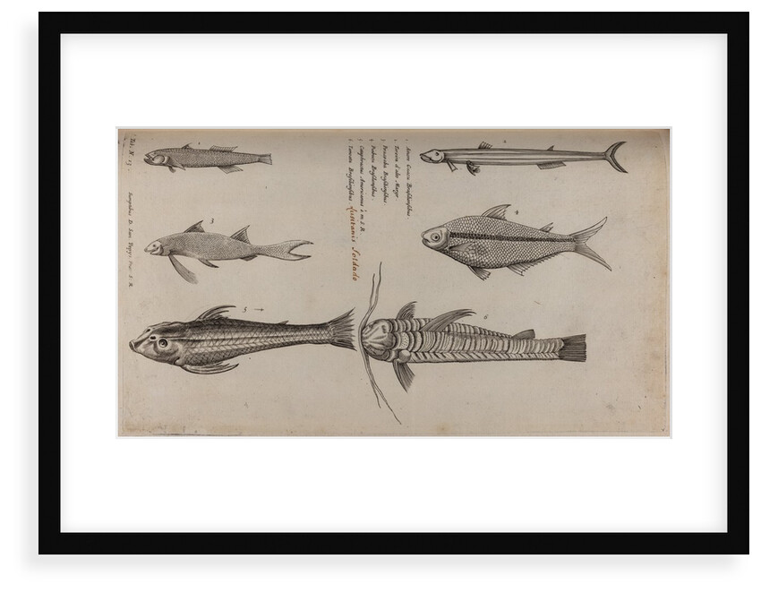 Various fish specimens by Unknown