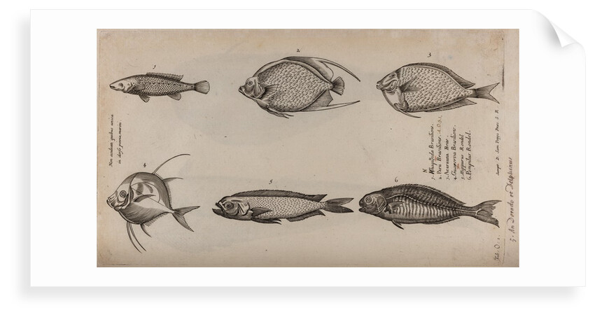 Various fish specimens by Unknown