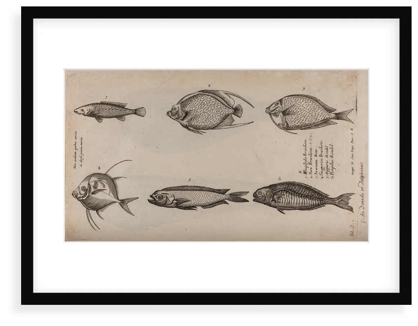Various fish specimens by Unknown