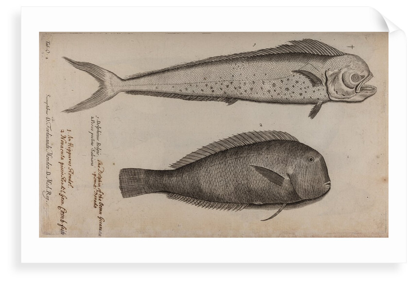 Dolphinfish and combfish by Unknown