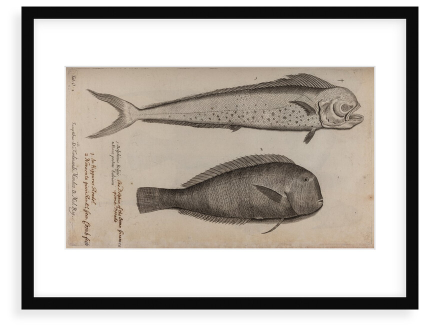 Dolphinfish and combfish by Unknown