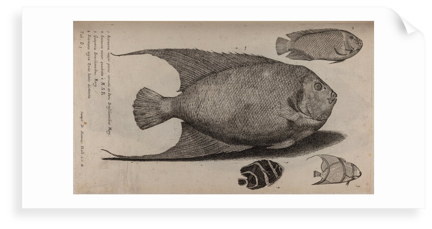 Various fish specimens by Unknown